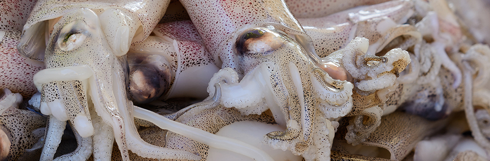 MARINE INVERTEBRATES- Cephalopods- Cuttlefish Squid, Octopus